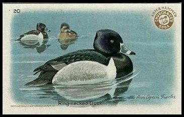 20 Ring-necked Duck